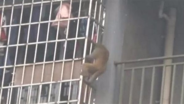 قرد يغزو أحد المباني السكنية بحثاً عن الطعام