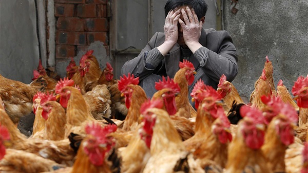 أنباء عن عودة فيروس «إنفلونزا الطيور» بسلالة جديدة.. و«الزراعة» تنفي (تقرير) 