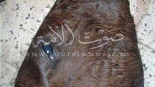 بعد الحمير.. «الخيول» تدخل قوائم الطعام في الجيزة (صور)
