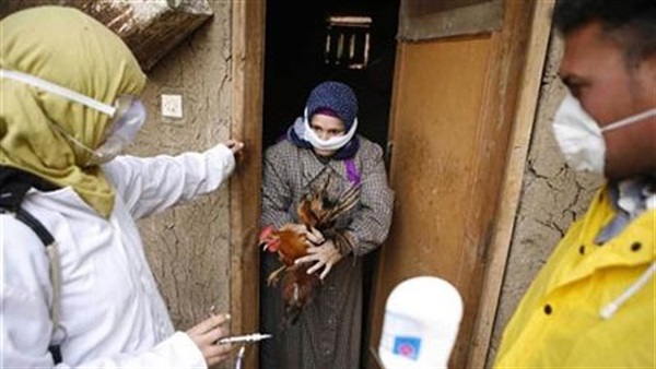 تحصين 20 ألف طائر بالبحيرة بعد ظهور «إنفلونزا الطيور‎»