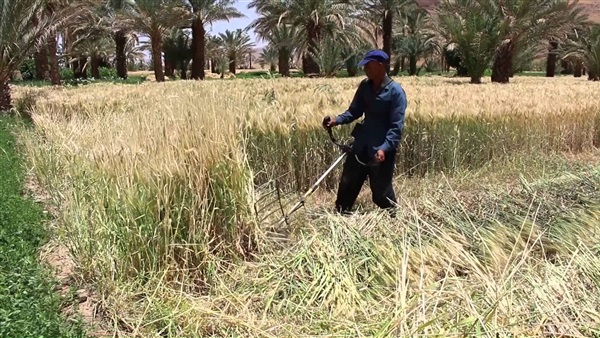 متحدث «نقابة البقالين»: طرح أرز هندي بديلا للمحلي 