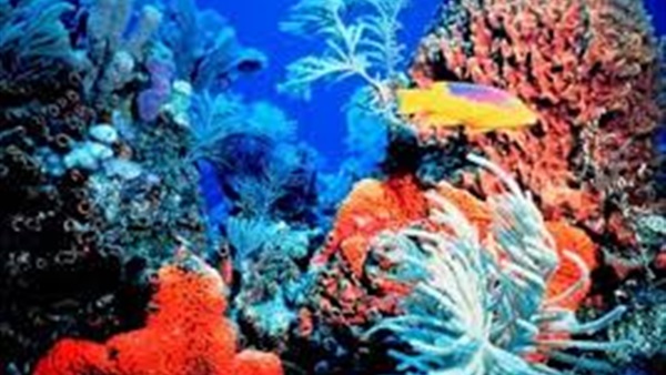 خطر جديد يهدد الشعب المرجانية وهو الحيوان المائي الإسفنج