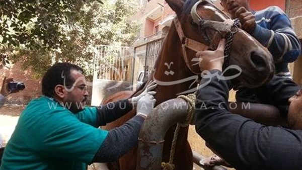 جامعة بنها تنظم قوافل بيطرية للحد من انتشاء الأمراض بقليوب‎