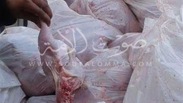 ضبط طن دواجن فاسدة قبل تسريبها إلى أسواق الجيزة (صور)‎
