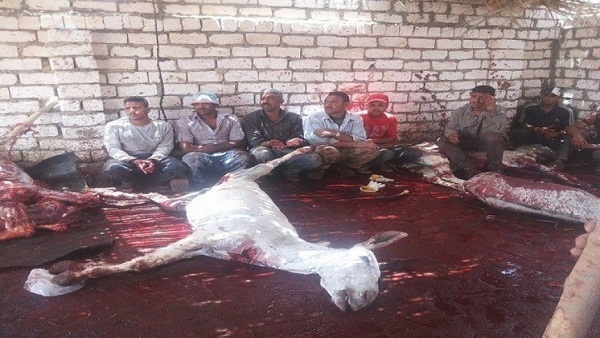 ضبط جزار متلبسا بذبح لحو ماشية نافقة بالغربية