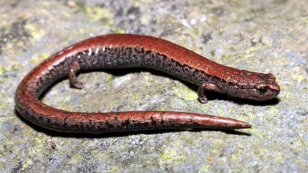 باحثون : حيوان "السمندل" له القدرة على تغيير أعضائه