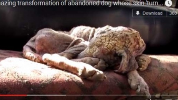  شاهد كيف تعافت هذه "الكلبة" في 6 أسابيع