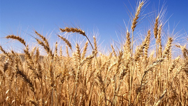ارتفاع المساحات المنزرعة بالمحاصيل الشتوية لـ 4.8 مليون فدان