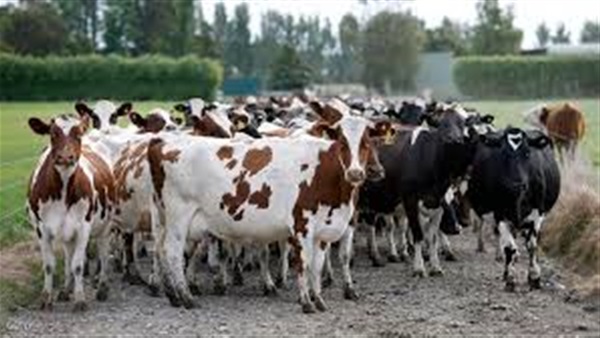 تحصين 19 ألف رأس ماشية بالبحيرة ضد الحمى القلاعية