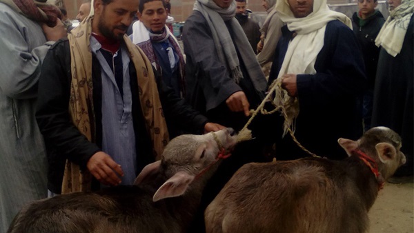سوق الخميس.. مذبحة «البتلو» بالشرقية (صور)