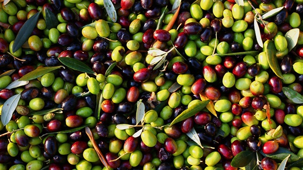 انخفاض إنتاج الزيتون في البرتغال لسوء أحوال الطقس
