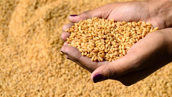 برلماني يحذر من تكرار «فضيحة القمح» 