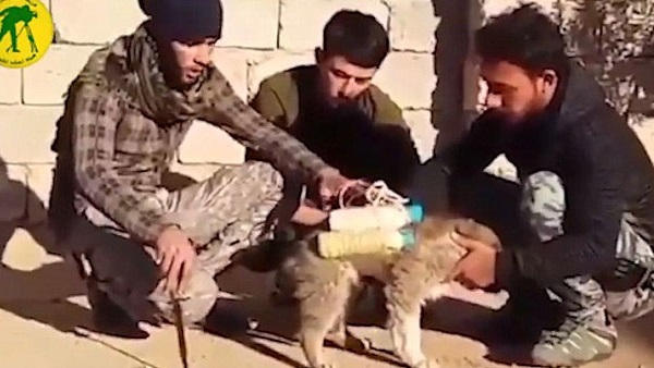 «الكلاب المفخخة» أحدث وسائل داعش لتنفيذ الهجمات بالعراق (فيديو)
