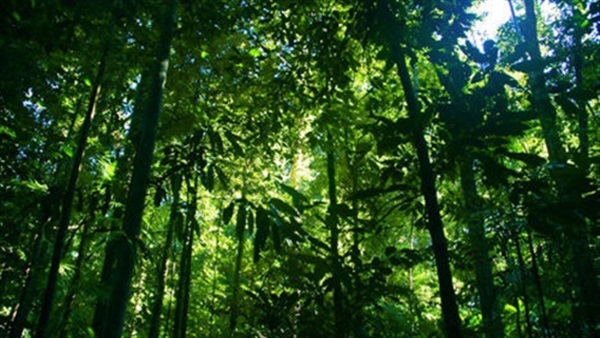 ثلث أشجار الأمازون ونصف أنواعها مهددة بالإندثار