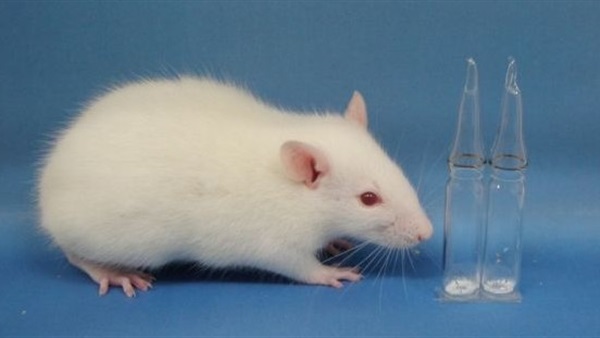 عالمان فرنسيان يؤسسان بنكا للحيوانات المنوية لحماية الكائنات البرية المهددة بالانقراض