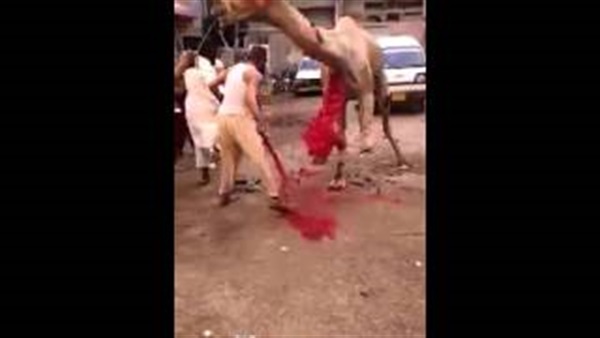 بالفيديو.. أفضل الطرق لدبح الجمال 