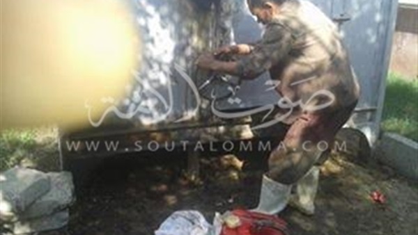 بالصور..إعدام ربع طن لحوم فاسدة في دمنهور