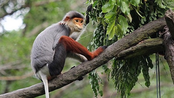 مؤتمر فرنسي لحماية القردة العملاقة من الانقراض