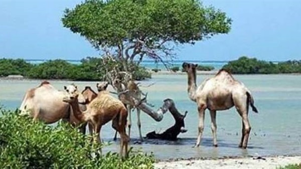 محمية وادي الجمال طبيعة فاتنة وطقس خلاب في انتظار الزائرين