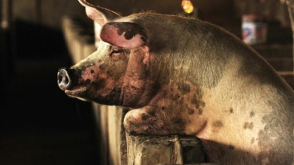 تغذية الخنازير بأمريكا على الروث وبقايا صغارها النافقة