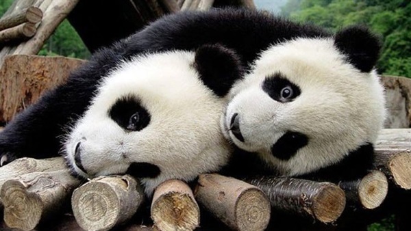 حيوانات «الباندا» تبني تزاوجها على «الحب»