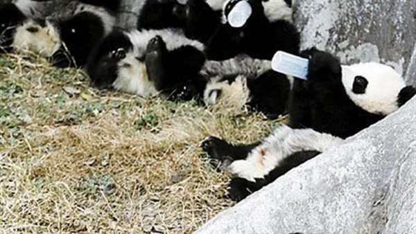 حيوانات البندة تبني تزاوجها على "الحب"