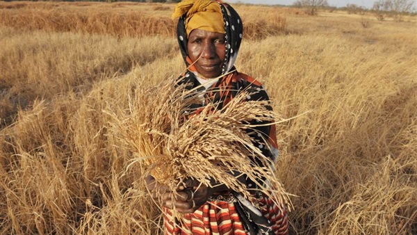 شراكة بين منظمة فاو وحكومة جامبيا لتطوير الزراعة و مواجهة آثار تغير المناخ