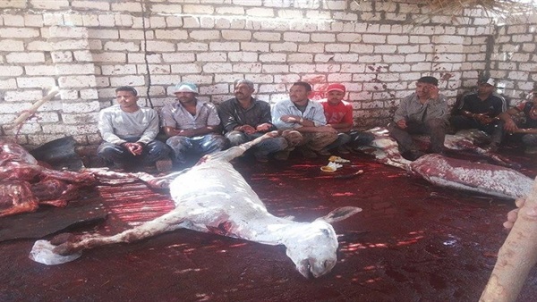  العثورعلى حمير مذبوحة بمصرف مدينة بيلا فى كفر الشيخ 