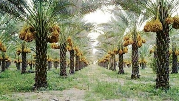 زراعة دمياط: خطة موسعة لحماية 1.5 مليون نخلة من "السوسة الحمراء"