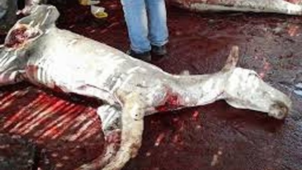 بالفيديو.. المتحدث باسم البحيرة يكشف حقيقة العثور على 7 حمير مسلوخة