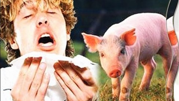 إصابات بإنفلونزا الخنازير في الضفة الغربية