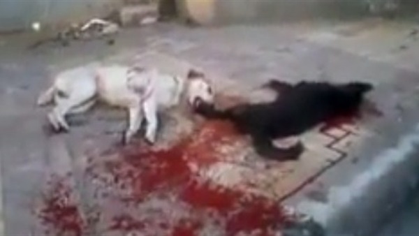 بالفيديو.. من مذبحة «كلب الهرم» لمذبحة «كلاب الأسكندرية» 