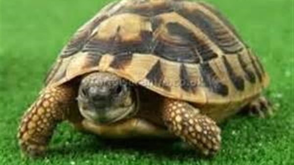 تعرف على الحيوان المنزلي الذي يهدد صحة طفلك؟