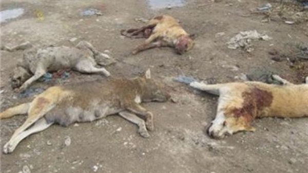 «حسني»: قتل الكلاب يدل على عدم احترام حقوق الحيوان 