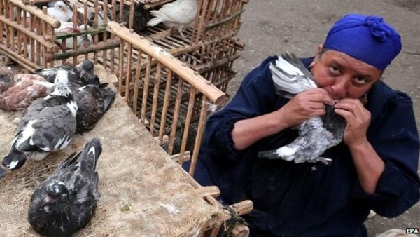 إصابة 4 أشخاص بإنفلونزا الطيور فى الفيوم