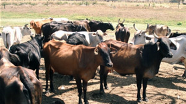 زيادة التبادل التجارى بين مصر وروسيا في الانتاج الحيوانى