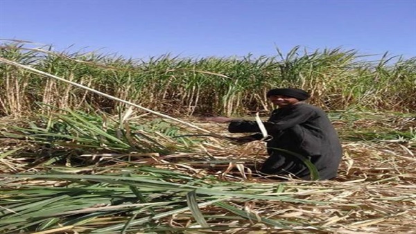 بالصور.. موسم كسر القصب في أسوان.. «سكر مر»