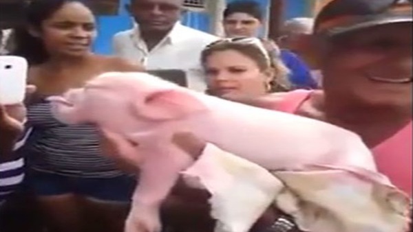 بالفيديو.. ولادة خنزير برأس قرد في كوبا