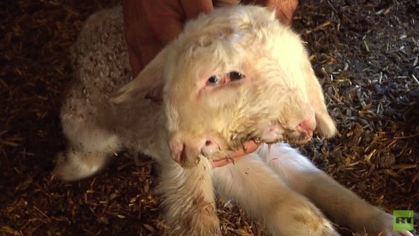 بالفيديو.. نعجة تلد حملًا برأسين وأربع عيون في غزة