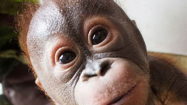 بالفيديو.. رد فعل إنسان غاب "يتيم" عندما رأى صغير آخر من نفس نوعه