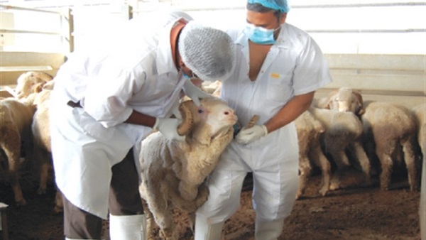 بالأسماء.. تعيين 20 طبيب بيطري بمراكز الواد الجديد