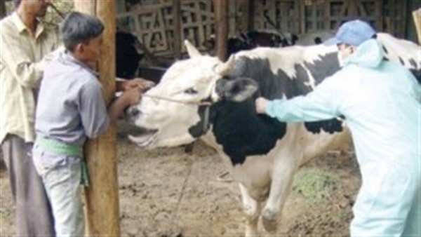 بيطري الوادي الجديد عينات مزارع الطيور بالوادي الجديد سلبية  