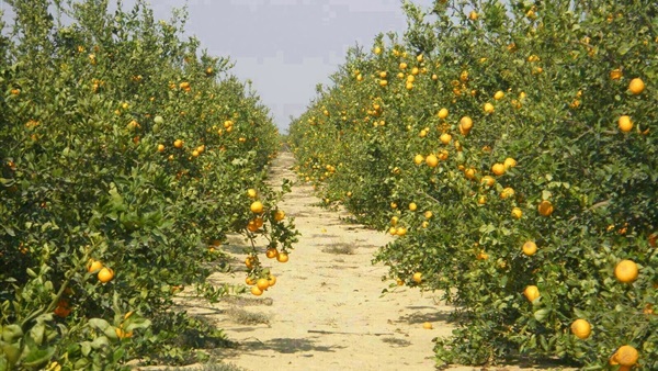 الزراعة تصدر 60 ألف طن فاكهة و11 ألف من الخضر