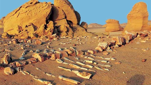 افتتاح متحف الحفريات وتغير المناخ بوادى الحيتان بالفيوم