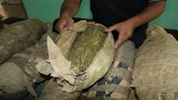 ضبط فلاح بحوزته 5 كيلو «بانجو» ببني سويف