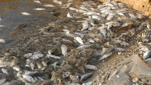 خبير بيئي: الحكومة سبب نفوق الأسماك