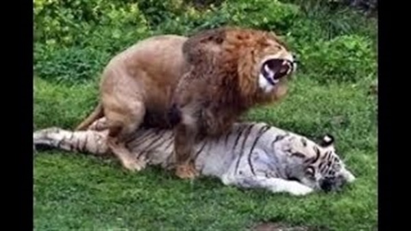 بالفيديو.. معركة «الحياة والموت» بين أسد ونمر