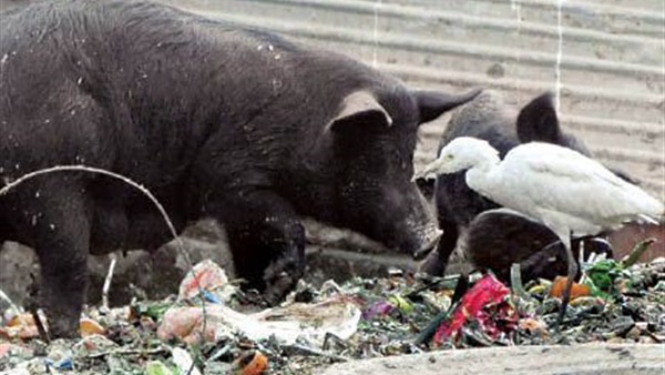 إرتفاع وفيات الإنفلونزا الموسمية لـ١١ شخصًا وإصابة ٥٧ بأسيوط